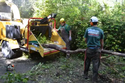 tree services Poplar Grove